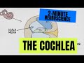 2minute neuroscience the cochlea