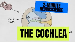 2Minute Neuroscience: The Cochlea