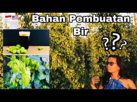 Video: Tanaman Hops Halaman Belakang - Tempat Mendapatkan Rimpang Hops