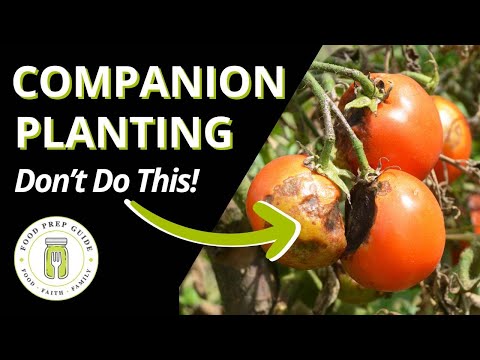 10 Companion Plants for Your Veggies (& What to NEVER Grow Together)