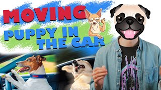 7 Tips When Moving With a Puppy - Moving Tips 2022 by Moving Tips 152 views 3 years ago 3 minutes, 21 seconds