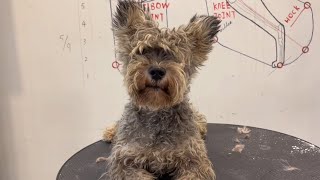 Intelligent Schnauzer Puppy Hairstyle | Puppy Grooming | Dog Grooming by Puppy Groomy 137 views 8 months ago 1 minute, 30 seconds