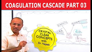 Coagulation Cascade | Part 3/12