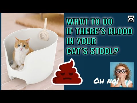 فيديو: صعوبة التغوط والدم في البراز في القطط