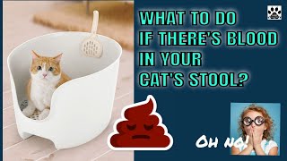 WHAT TO DO IF THERE'S BLOOD IN YOUR CAT'S STOOL l V-36 screenshot 3