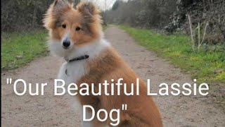 Our Lassie Dog Wants To Go Home ? Light Instrumental Music Relaxing Sleep Melody Easy Listening Song