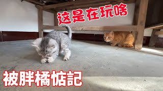 The love and hatred of the three cats  big fat orange wanted to beat Xiao Mao  only to be stared at
