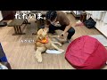 【長男帰省】嫉妬で心の声が全部出てしまう父と最上級のおもてなしをするゴールデンレトリバーベンツ。