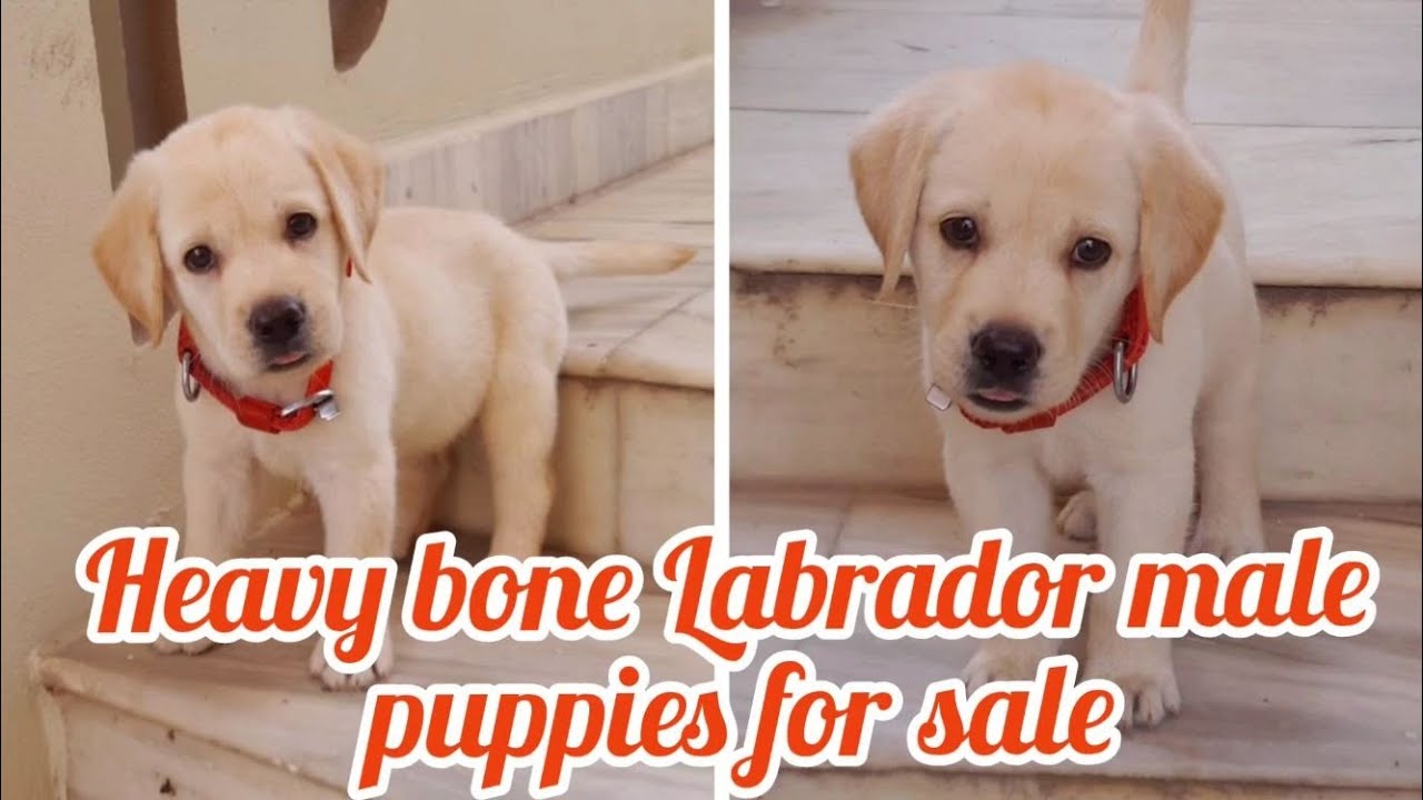Labrador puppy for sale9000963991hanamkondawarangaldog market in
