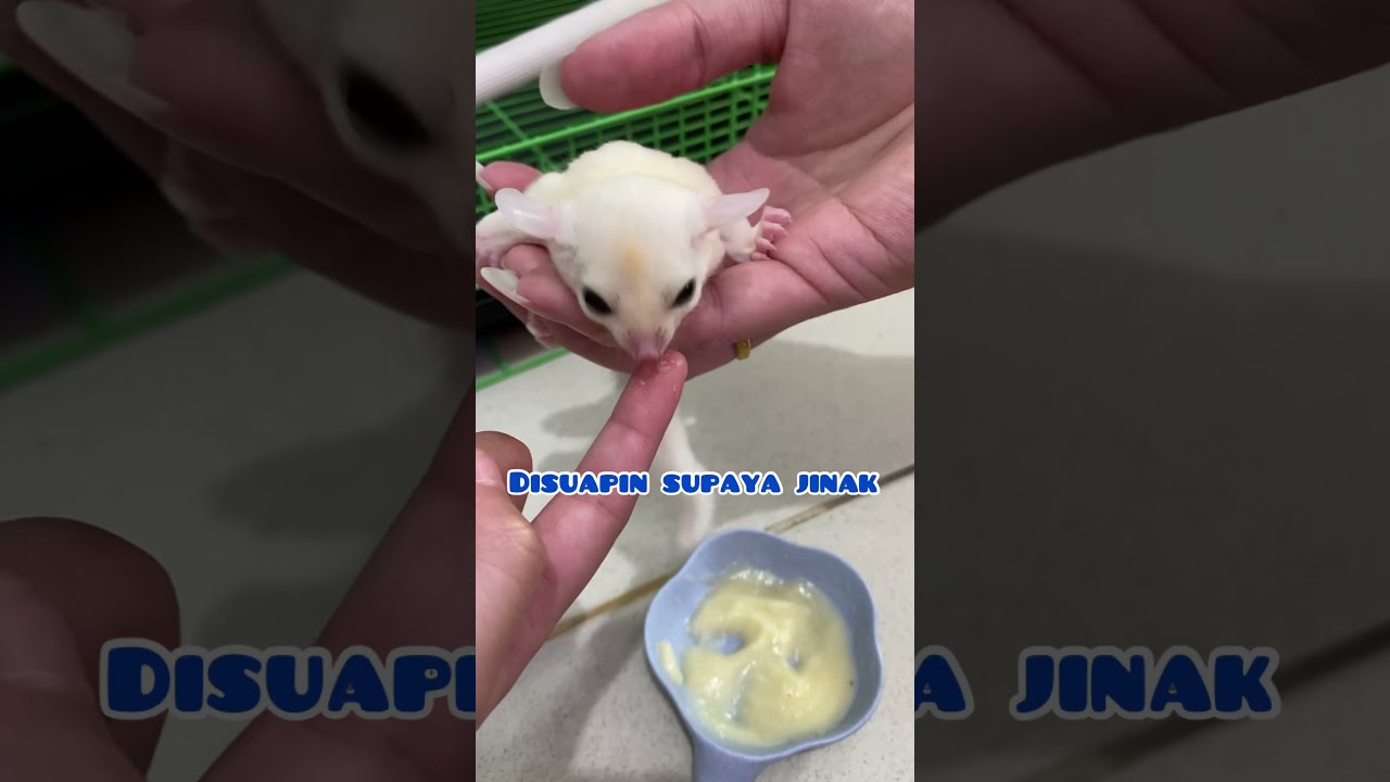 Memberi makan Sugar Glider