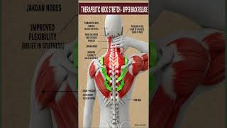 #spinalhealth #spinalcordinjury #backpain #backpainrelief #healthylifestyle