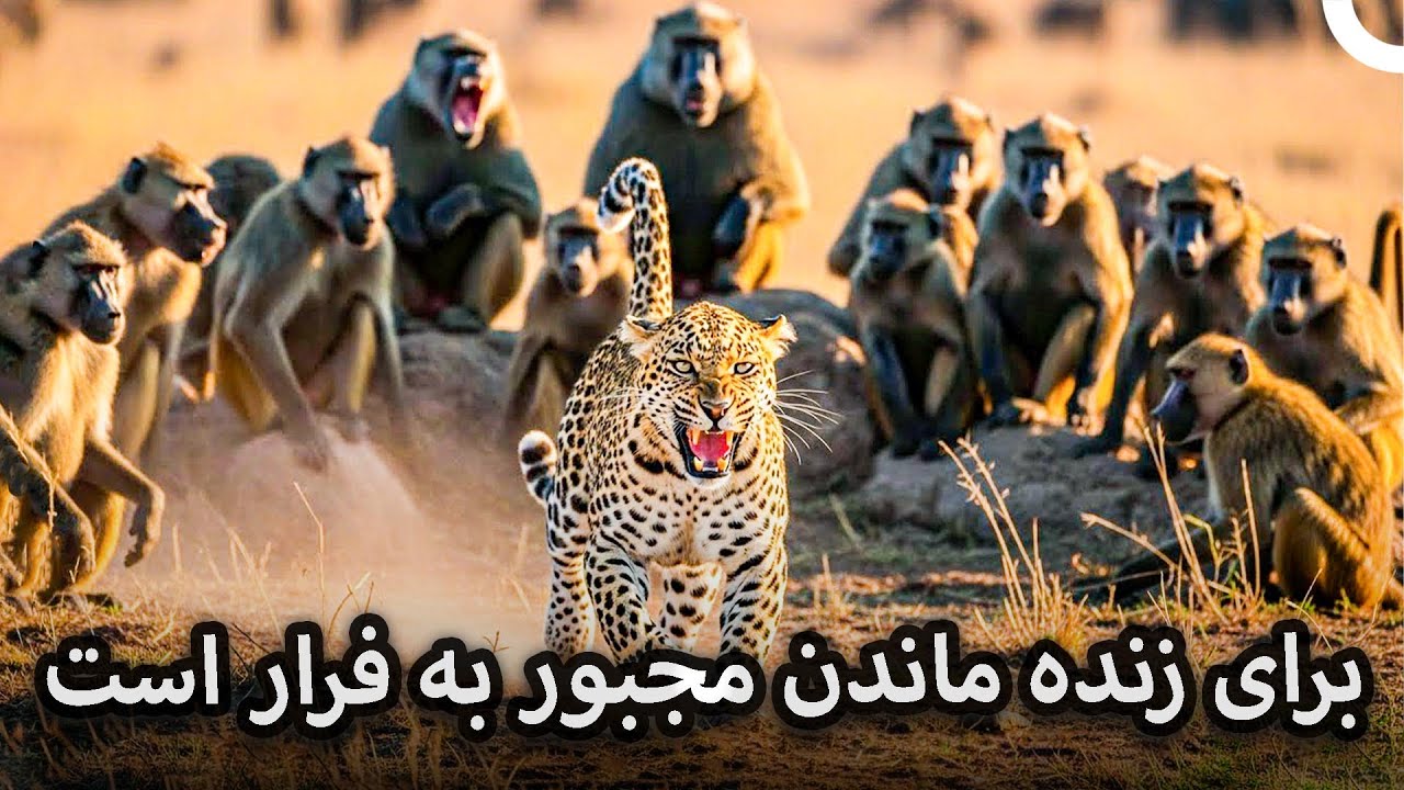 تنش‌زاترین لحظهٔ طبیعت: پلنگ در محاصره | مستند فارسی