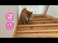 パパとの約束を忘れて大慌てで階段を降りてくる柴犬が可愛い