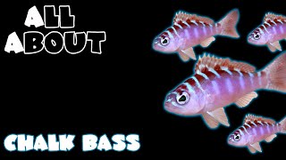 All About The Chalk Bass