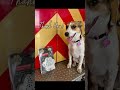 Pet safety must have! #pets #firefighter #doglover #animallover #dog #cat
