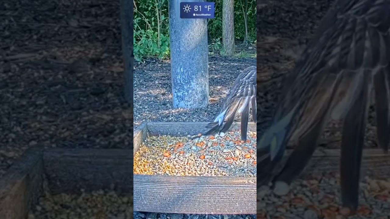 HAWK attacks squirrel 😱🙈 adlı videoyu YouTube'da izle HAWK attacks squirrel 😱🙈 adlı videoyu YouTube'da izle