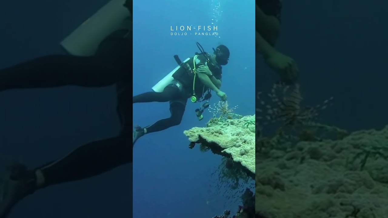 Dive Philippines | Central Visayas | Panglao | Doljo Point