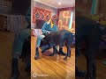 カポンの頭突き😂#shorts#canecorso #canecorsolove #ケーンコーソー#カネコルソ#イタリアンマスティフ#ロサンゼルス#原ますみ