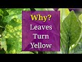 8 Reasons why Plant Leaves Turn Yellow