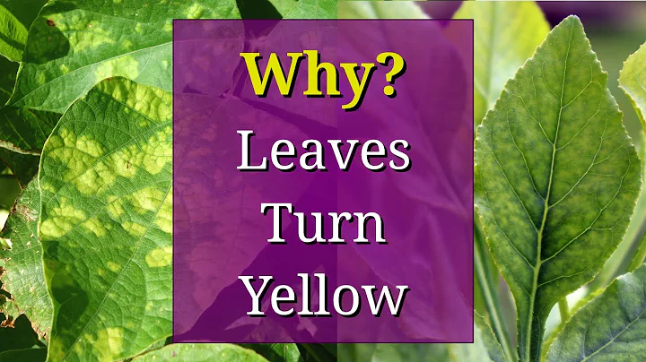 8 Reasons why Plant Leaves Turn Yellow - DayDayNews