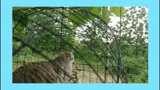 Download lagu Memikat Perkutut Lokal Dekat Bandara Kota Pekanbaru