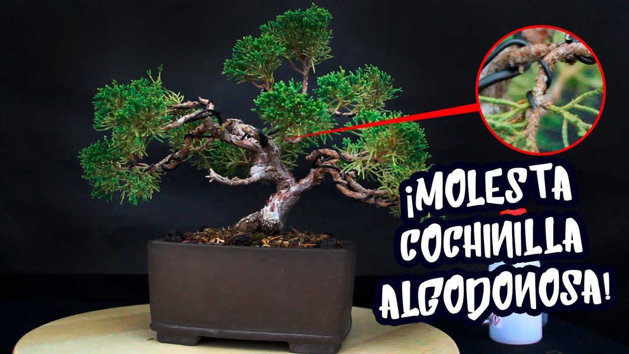 Como eliminar cochinilla algodonosa en junipero