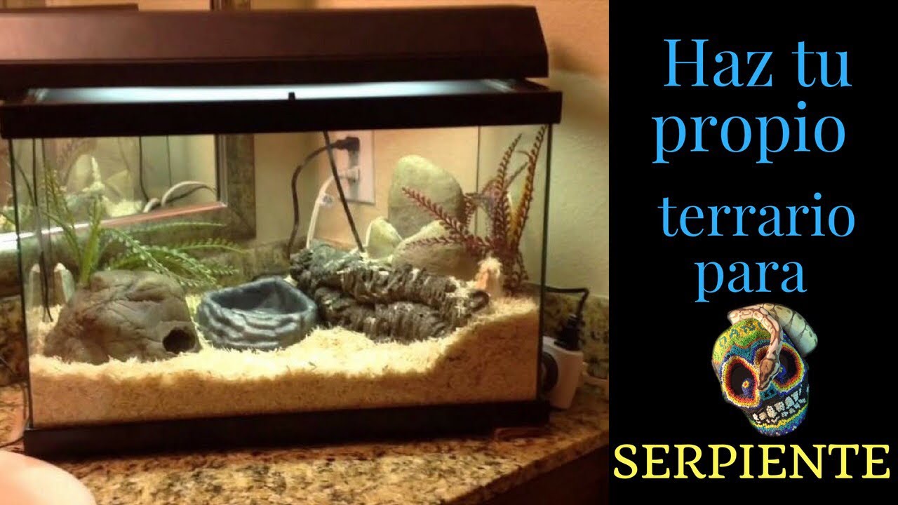 COMO TU PROPIO TERRARIO. Haz tu propio terrario un día. MORDIDA DE SERPIENTE DE DANIEL - YouTube