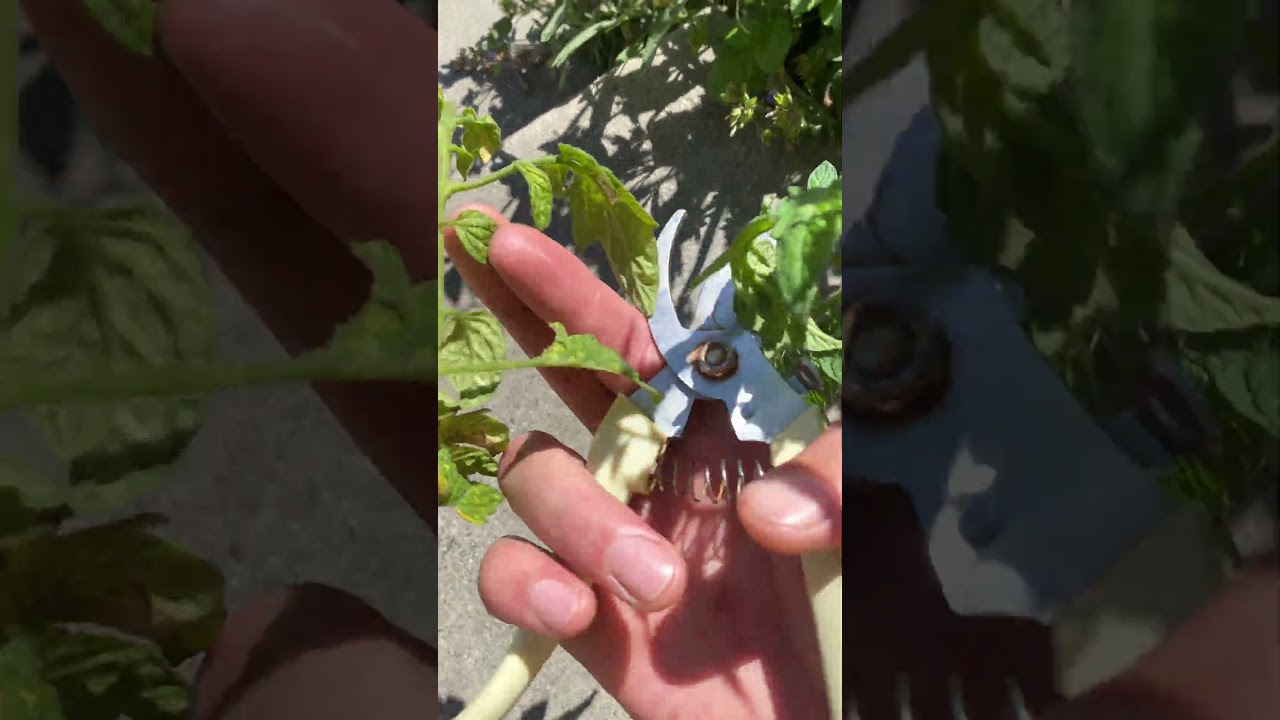 Spider mites are eating my tomato plants