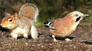 TV for Dogs - Squirrel and Bird Fun