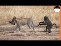 After Baboon Mother Dies, Leopard Treats Baby Baboon Like it's Mother