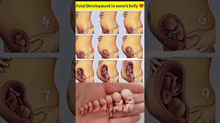fetal Development in mother womb week by week pregnancy ♥️shorts pregnancy fetal cutebaby trend