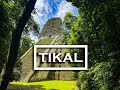 Tikal  guatemala  2023  2 marmosets autour du monde