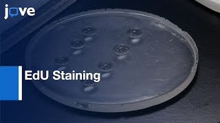 Mitochondrial DNA Replication Labelling by EdU Staining | Protocol Preview