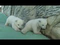 Polar bear cubs adopted after mom rejects them