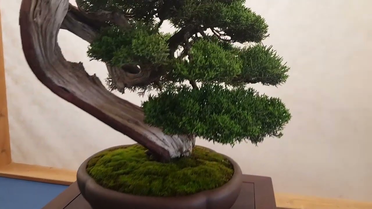 VISITA A ARCOBONSAI ITALIA 2023