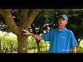 Why should I trim my trees and when is the best time to do it? | Ask BrightView