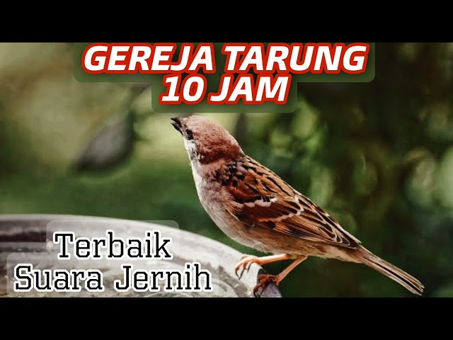 MASTERAN GEREJA TARUNG NGEROLL, 10 JAM GEREJA TARUNG GACOR class=