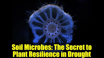 Soil Microbes: The Secret to Plant Resilience in Drought