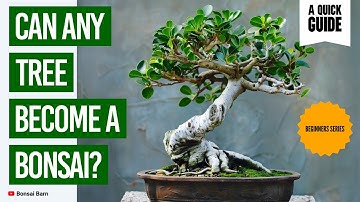 “Can You REALLY Turn Any Tree Into a Bonsai?” Bonsai For Beginners.”