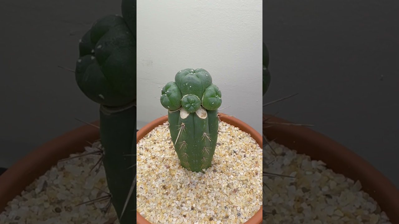 Выращивание пейота легально