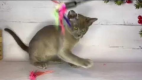 Video 8438561: european burmese kitten, beautiful burmese cat, kitten love