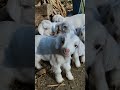 Goats babies cuteness shorts