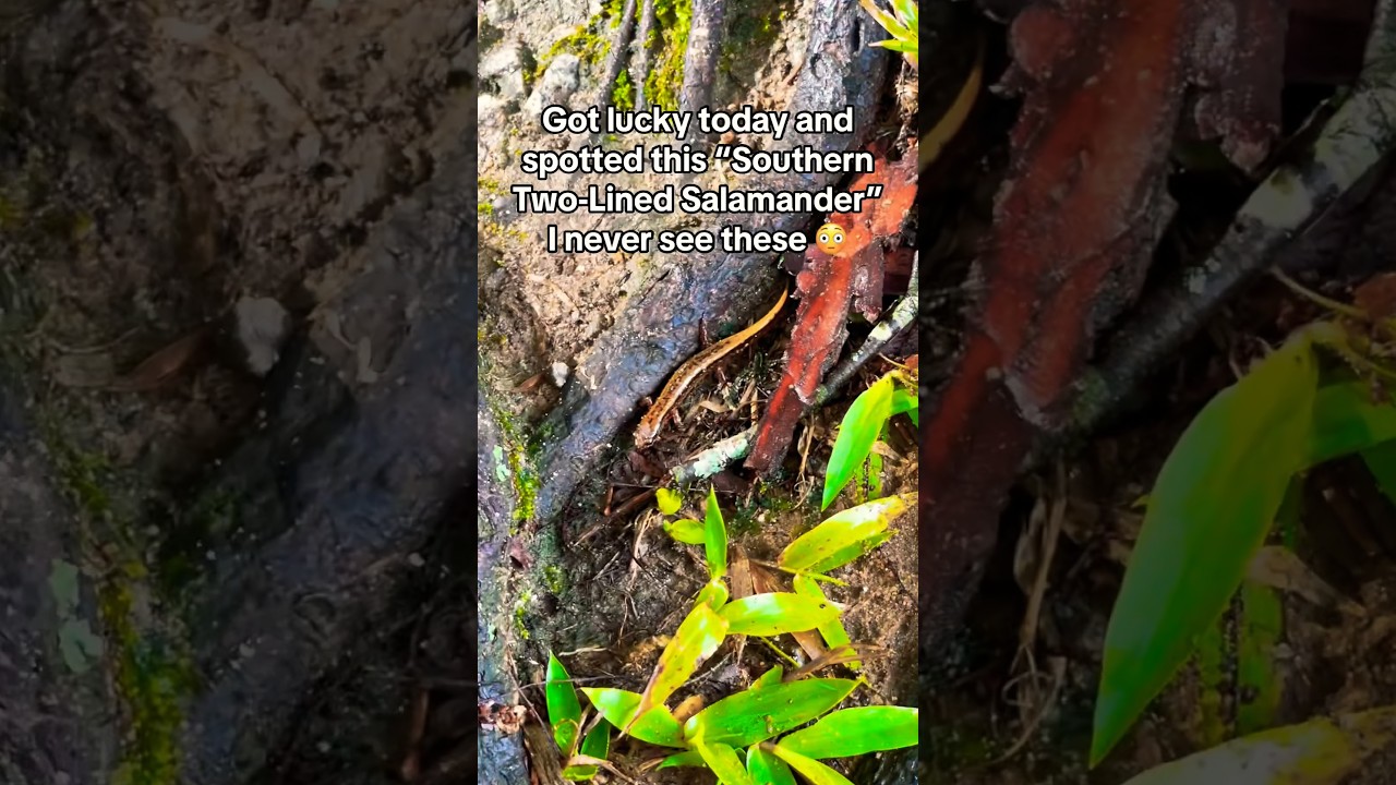 Mira Rare Salamander 🦎 #shorts #wow #animals #trending #new #animal #eliii #wildlife #river #fishing en YouTube Mira Rare Salamander 🦎 #shorts #wow #animals #trending #new #animal #eliii #wildlife #river #fishing en YouTube