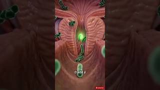 Ces Bactéries Peuvent Provoquer Une Infection Urinaire