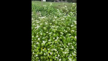 Buckwheat cover crop next to deep mulch strip. Playing around with growing compost in place