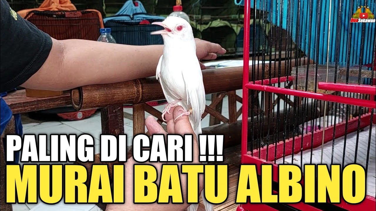 AGEN SINTING ! STOKNYA RIBUAN EKOR JUAL MURAI BATU SAMPAI HARGA RATUSAN JUTA !