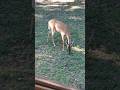 Mama deer filling up on apples so she can nurse her babies!