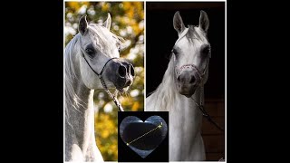 خيل عربي اصيل جمال شو Beautiful arabian horse