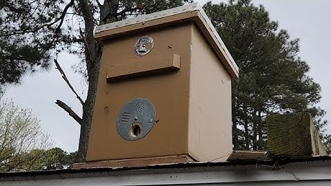 Did We Catch a Swarm or Two?  In March?  In North Carolina?