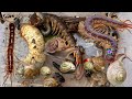 Walking through the dark forest hunting giant Centipedes,Coconut worms and rare insects.